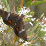 Synemon directa (Sun Moth), Mt Cooke WA © Jean and Fred Hort