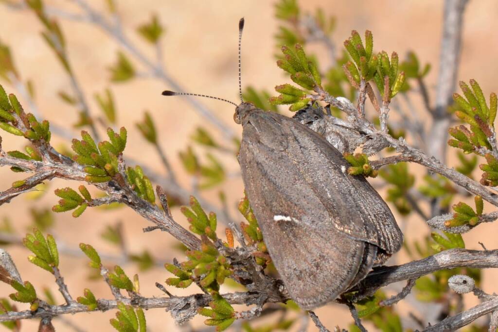 Synemon obscurella, Ballidu Nature Reserve WA © Jean and Fred Hort