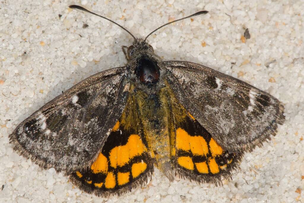 Sun Moth Synemon spp, Yarloop WA © Jean and Fred Hort