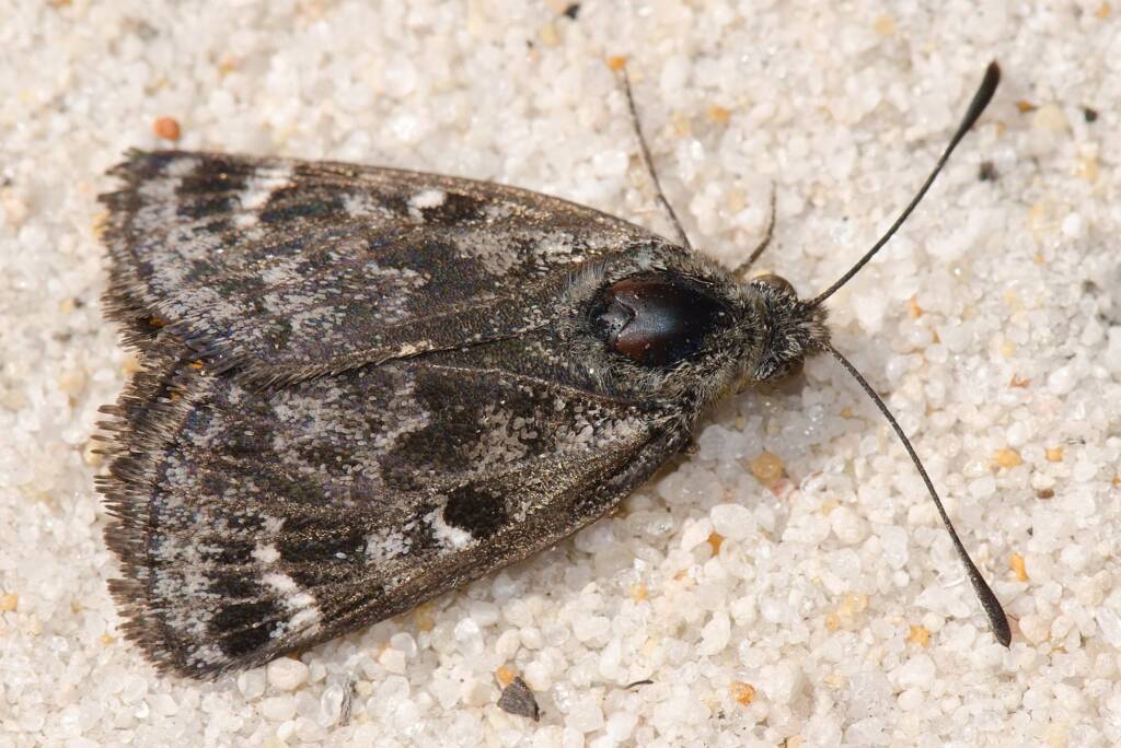 Sun Moth Synemon spp, Yarloop WA © Jean and Fred Hort