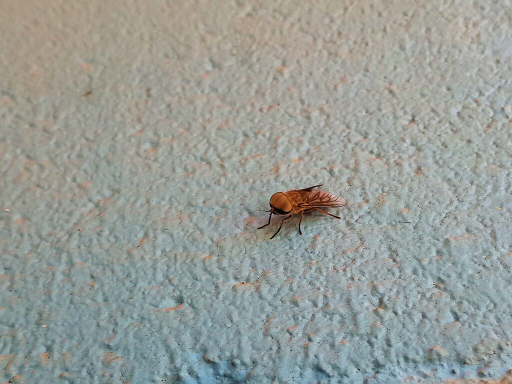 Male March-fly (genus Tabanus, family Tabanidae), Alice Springs NT