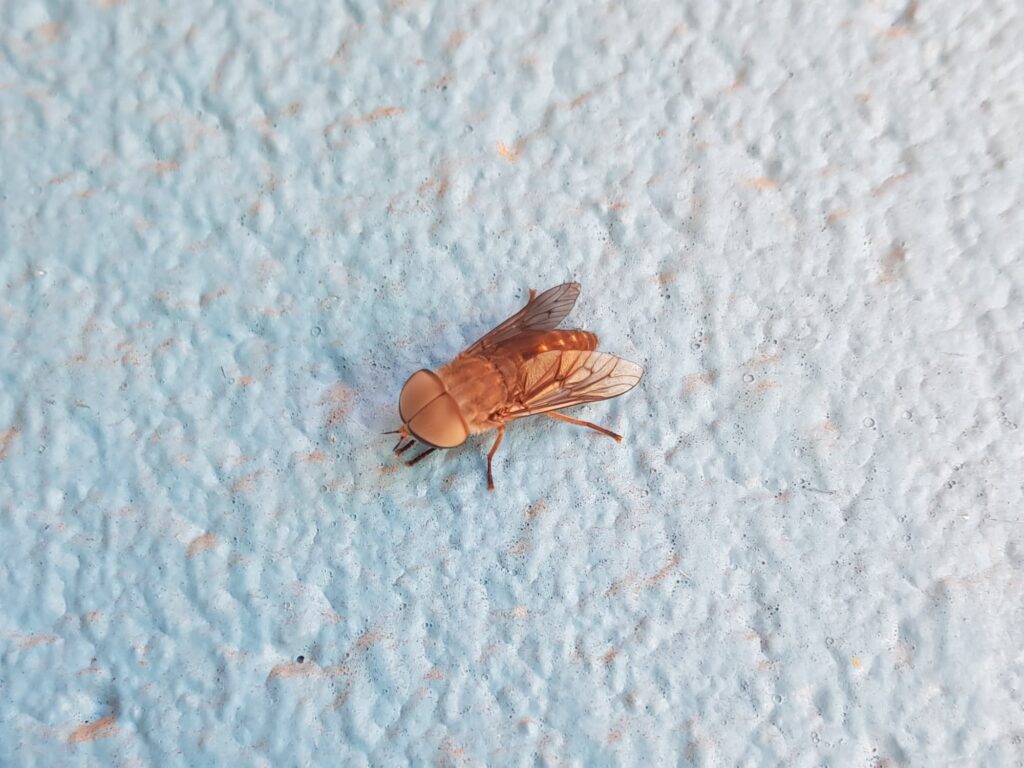 Male March-fly (genus Tabanus, family Tabanidae), Alice Springs NT