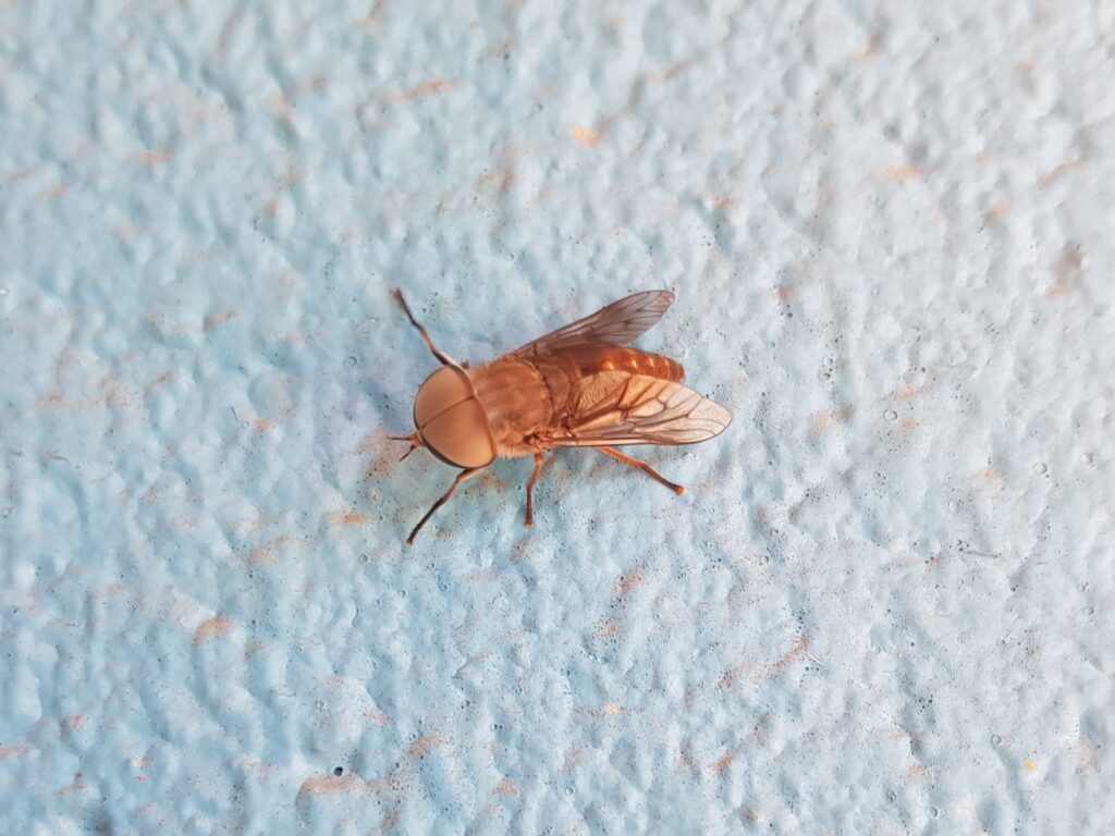 Male March-fly (genus Tabanus, family Tabanidae), Alice Springs NT