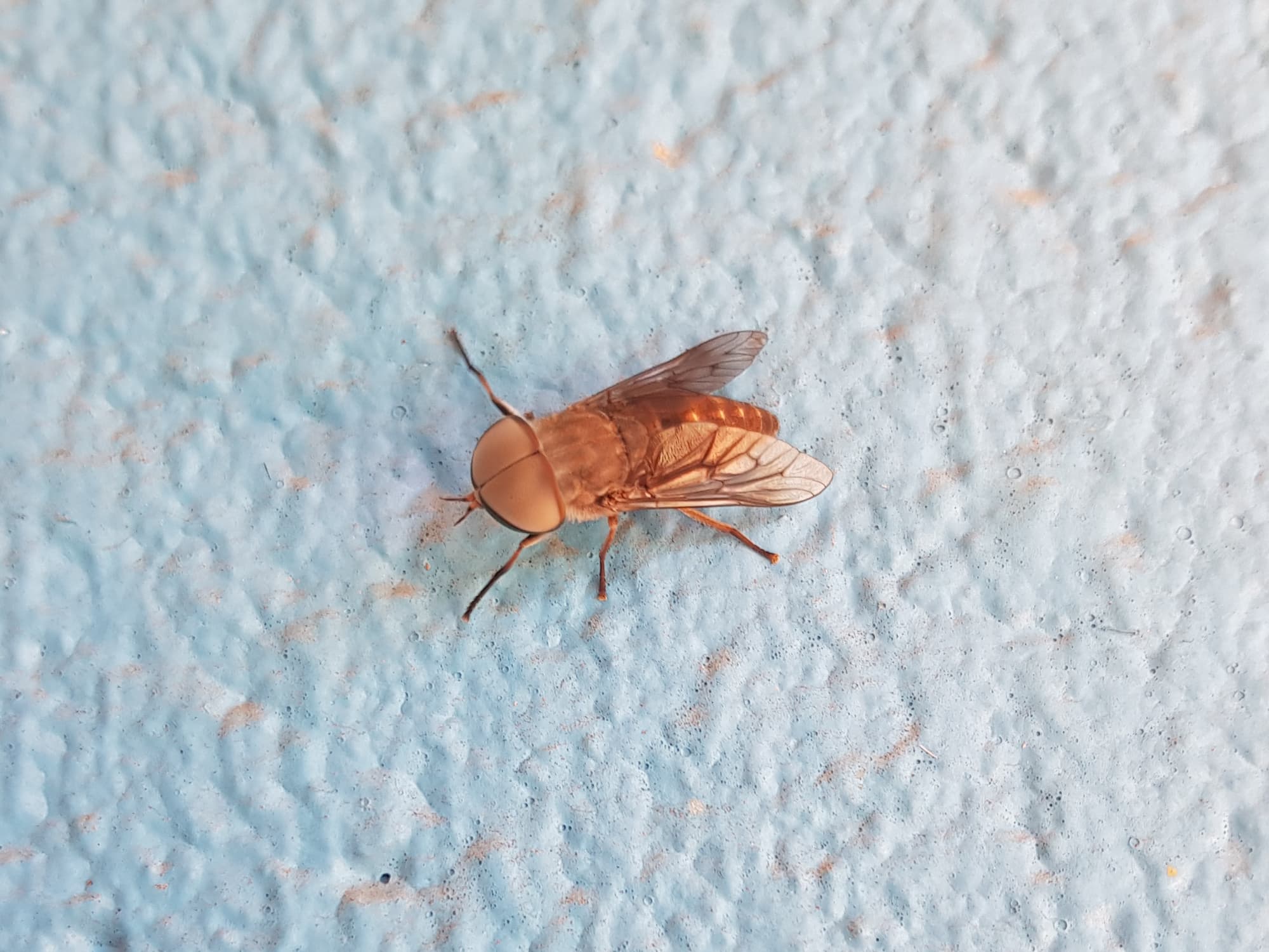 Male March-fly (genus Tabanus, family Tabanidae), Alice Springs NT