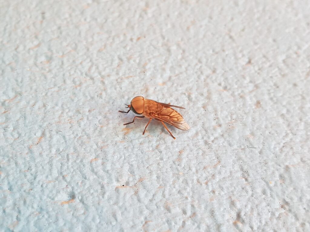 Male March-fly (genus Tabanus, family Tabanidae), Alice Springs NT