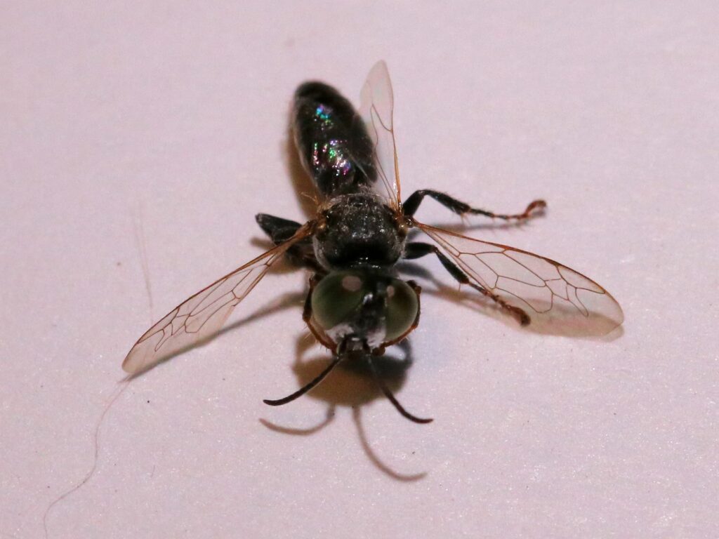 Tachytes sp (Wasp), Alice Springs NT