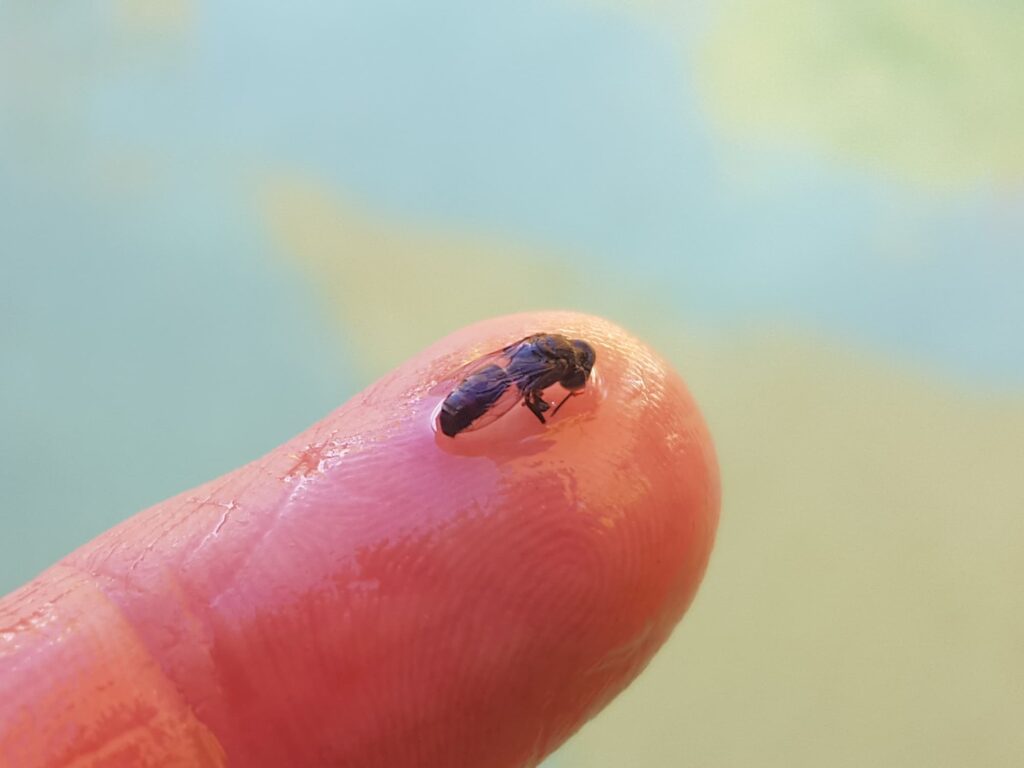 Tachytes sp (Wasp), Alice Springs NT