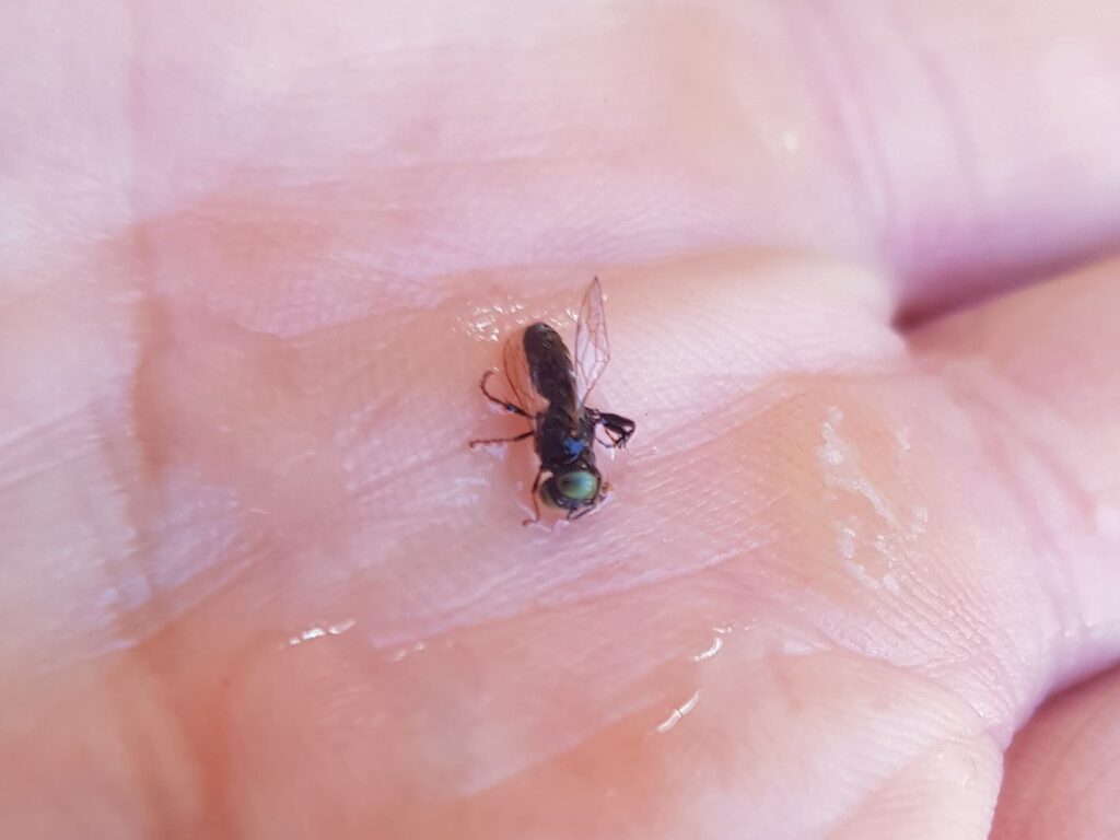 Tachytes sp (Wasp), Alice Springs NT
