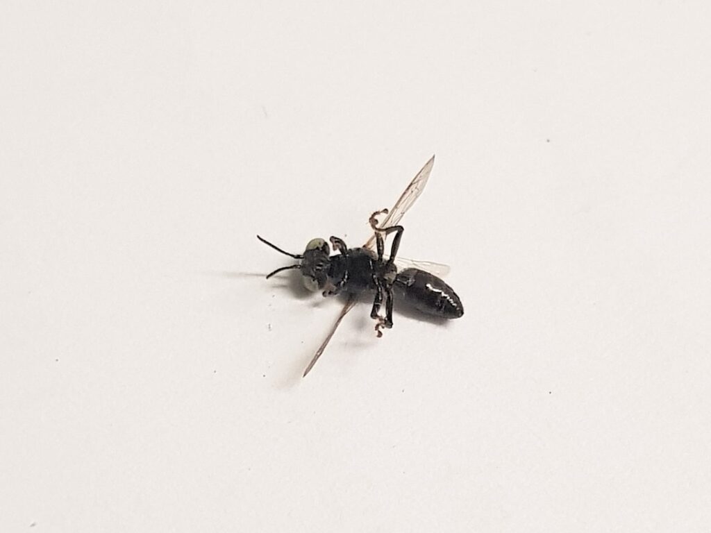 Tachytes sp (Wasp), Alice Springs NT