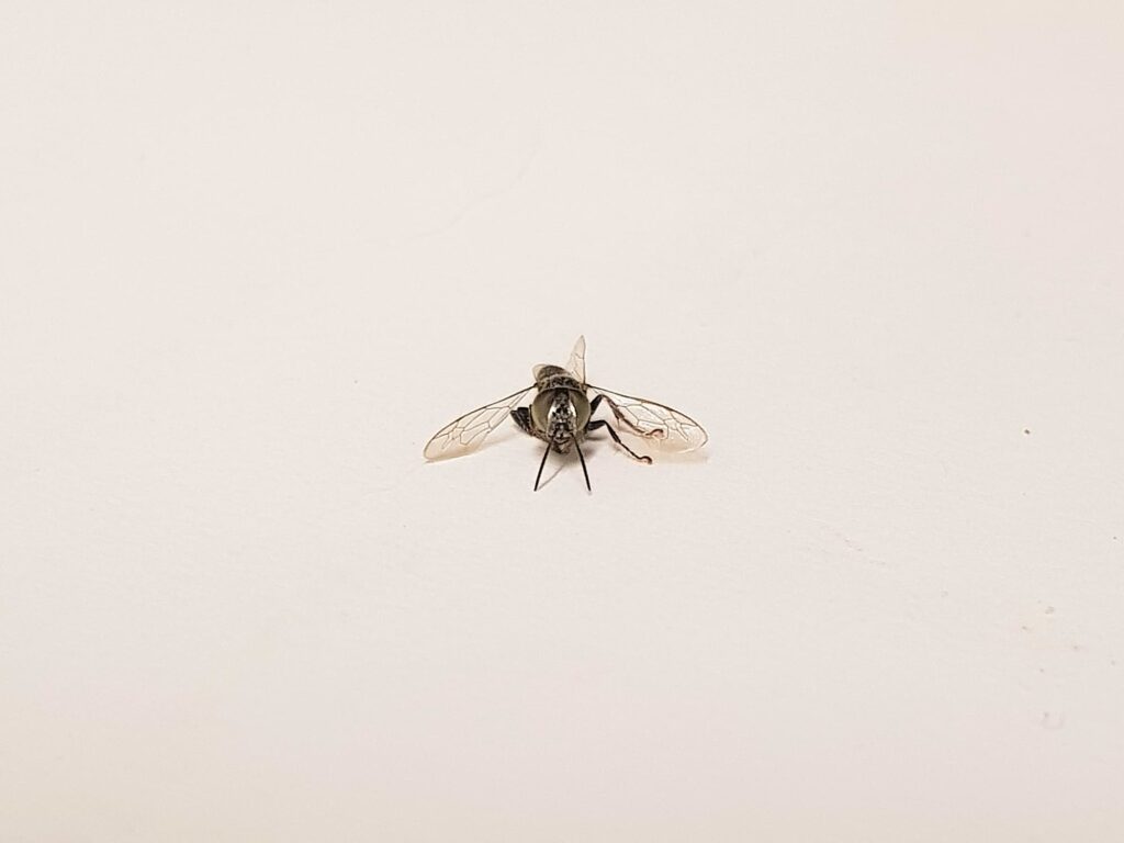 Tachytes sp (Wasp), Alice Springs NT