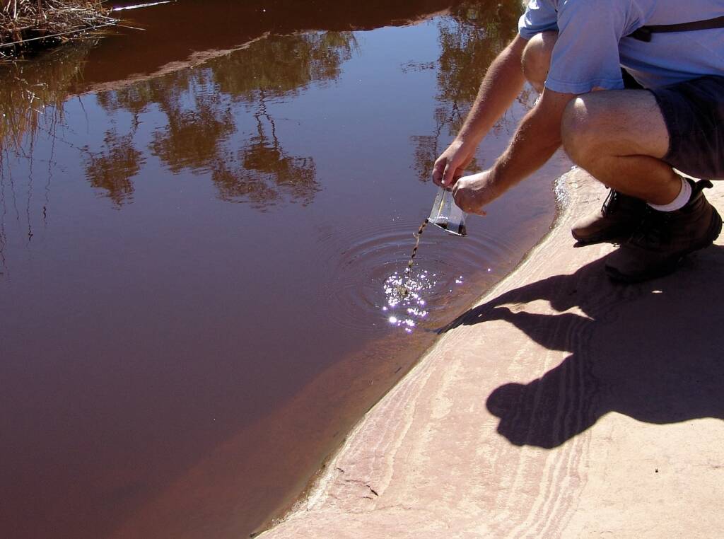 Tadpoles rescued and released into the main waterhole, Finke Gorge National Park