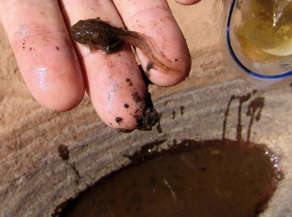 The last tadpole rescued and released into the main waterhole, Finke Gorge National Park