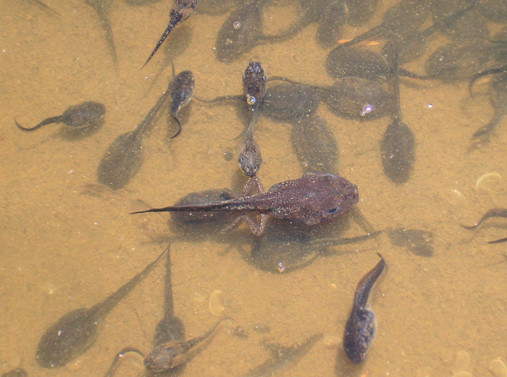 Tadpoles and froglet, Palm Valley