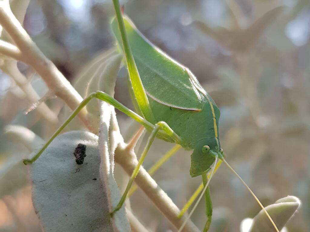 Katydid - Taeniomenae (genus group), Alice Springs Desert Park NT