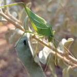 Katydid - Taeniomenae (genus group), Alice Springs Desert Park NT