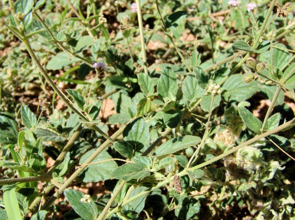 Tar Vine (Boerhavia coccinea)