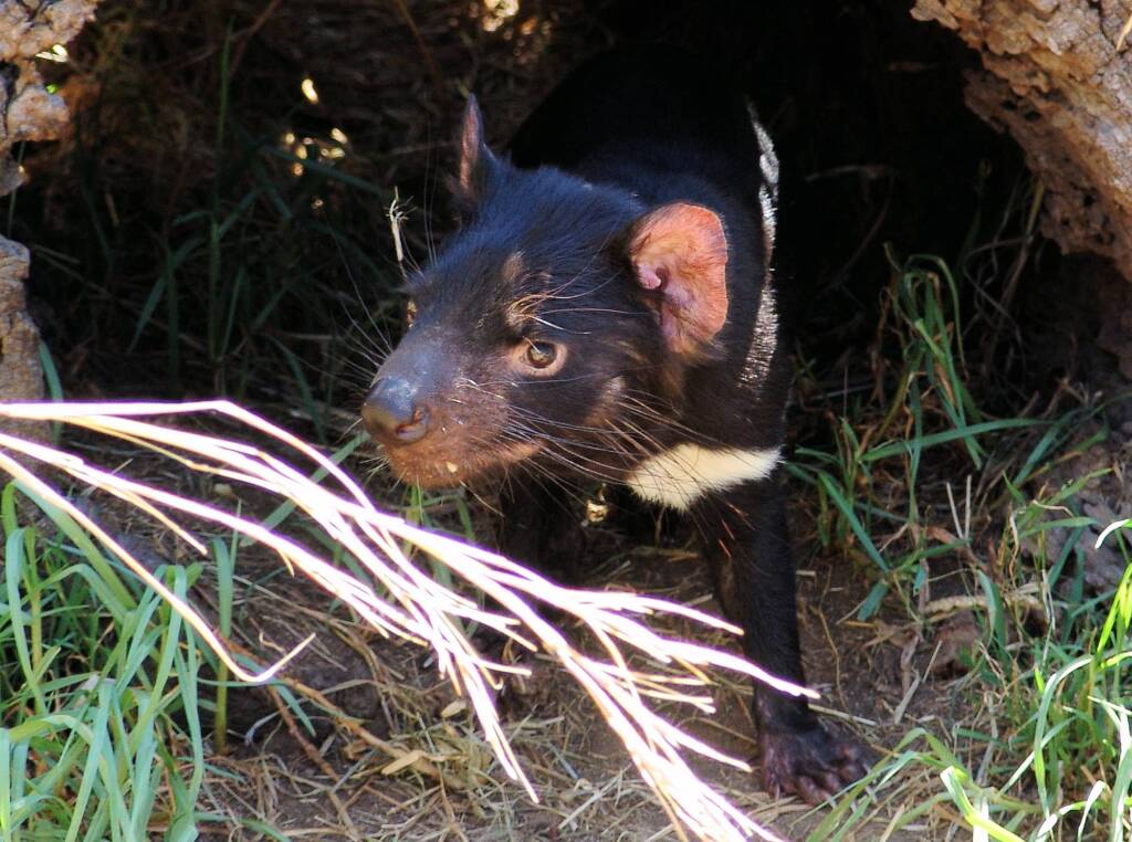 Tasmanian Devil, Kyabram Fauna Park, VIC