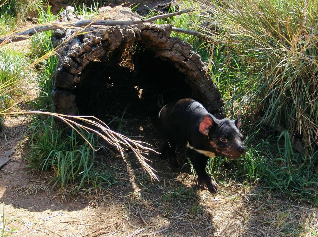 Tasmanian Devil, Kyabram Fauna Park, VIC