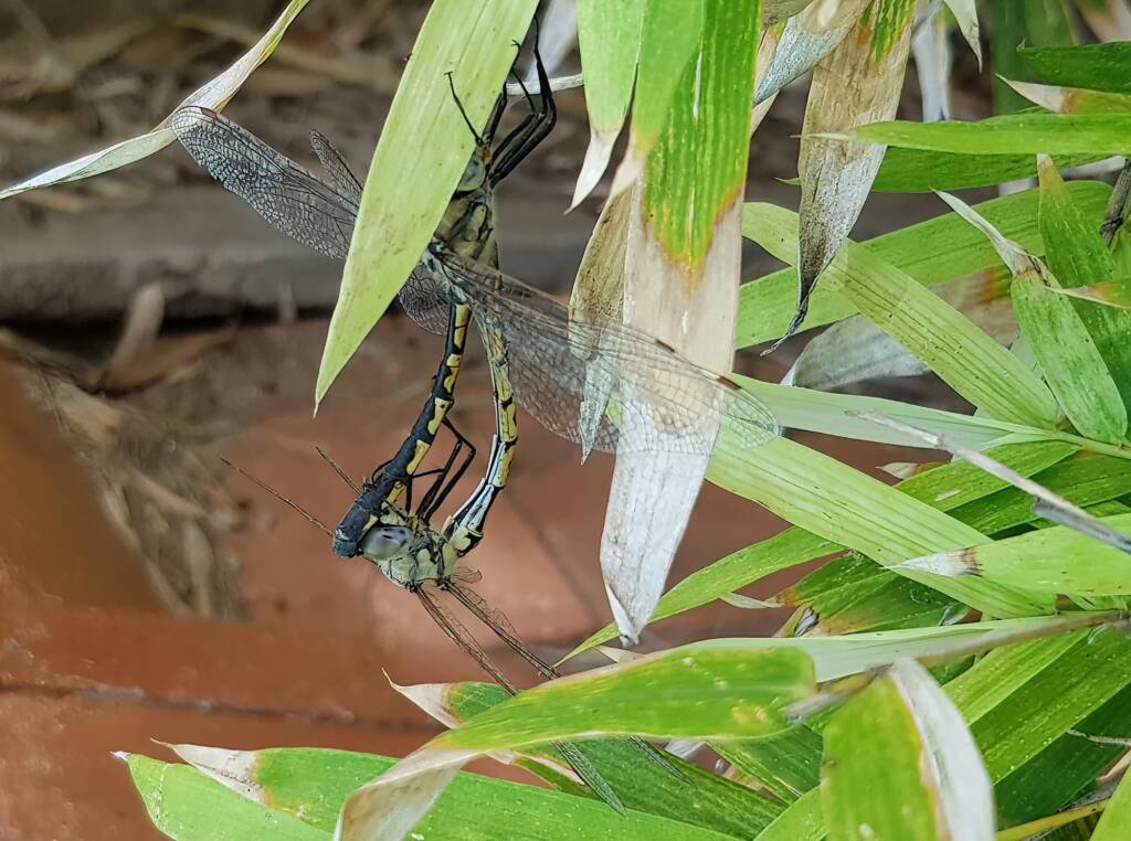 Tau Emerald Dragonfly (Hemicordulia tau), Alice Springs NT