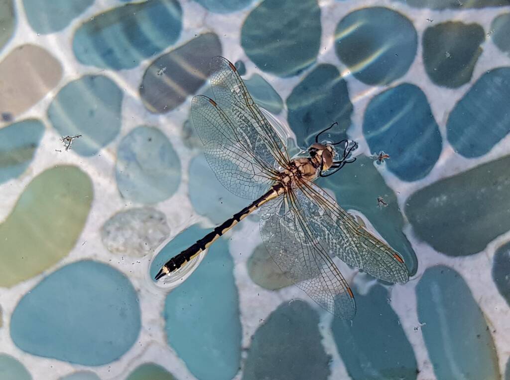 Tau Emerald Dragonfly (Hemicordulia tau), Alice Springs NT