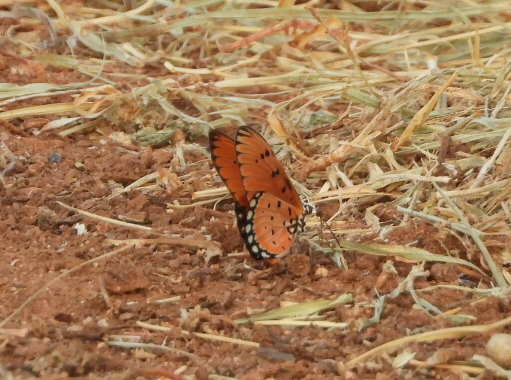 Tawny Coster (Acraea terpsicore), Alice Springs Sewerage Ponds NT © Dorothy Latimer