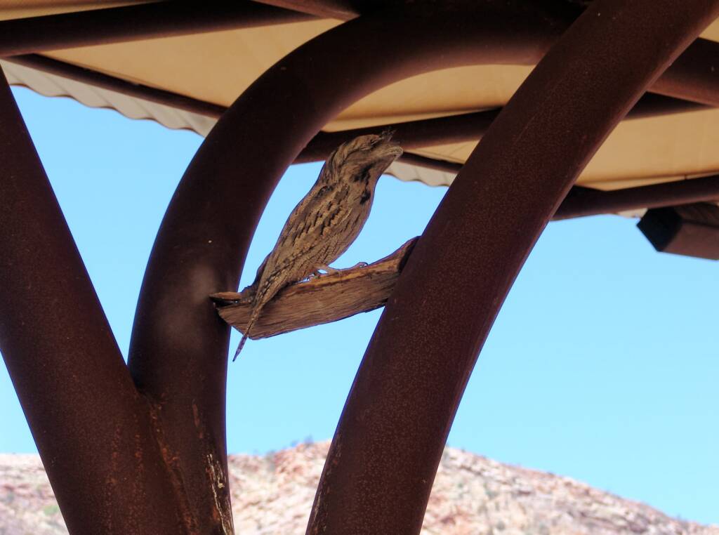 Tawny Frogmouth (Podargus strigoides), Alice Springs Desert Park
