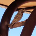 Tawny Frogmouth (Podargus strigoides), Alice Springs Desert Park