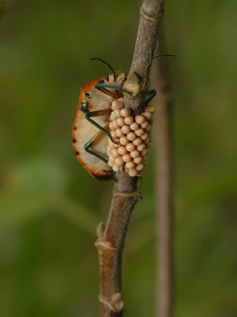 Cotton Harlequin Bug (Tectocoris diophthalmus), Gold Coast QLD © Stefan Jones