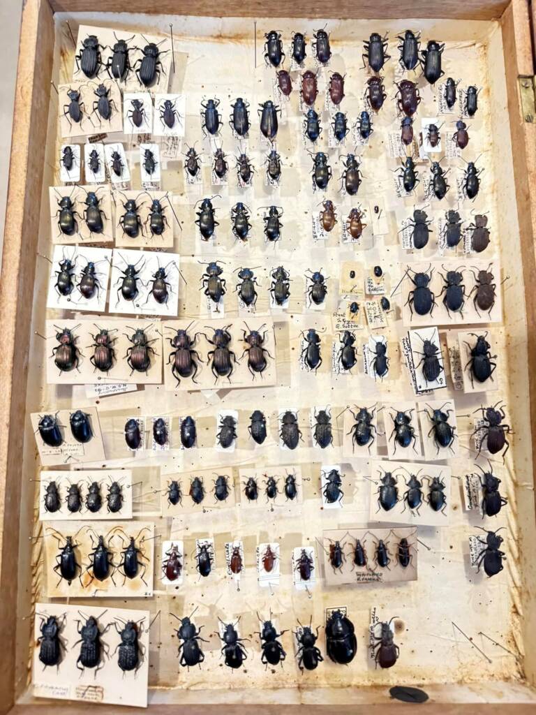 Tenebrionid beetles donated to the WA Museum © Mark Hanlon