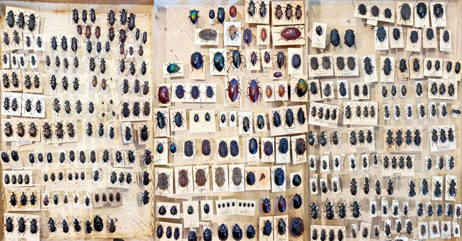 Tenebrionid beetles donated to the WA Museum © Mark Hanlon