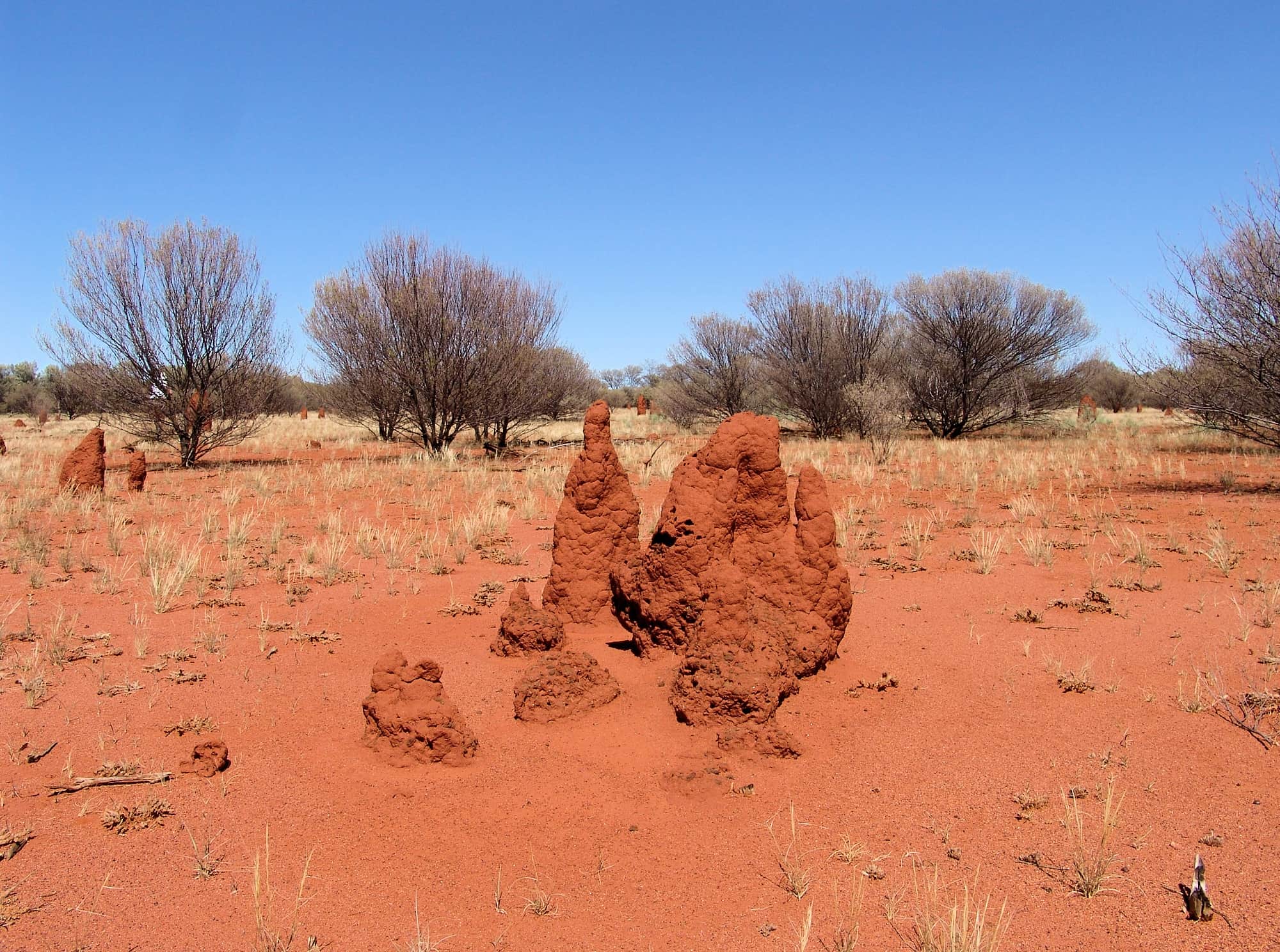 Termite mounds (Nasutitermes triodiae) - Stuart Highway, north of Alice Springs