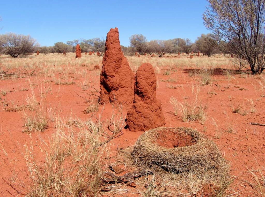 Termite mounds (Nasutitermes triodiae) and Mulga Ant (Polyrhachis macropa) nest