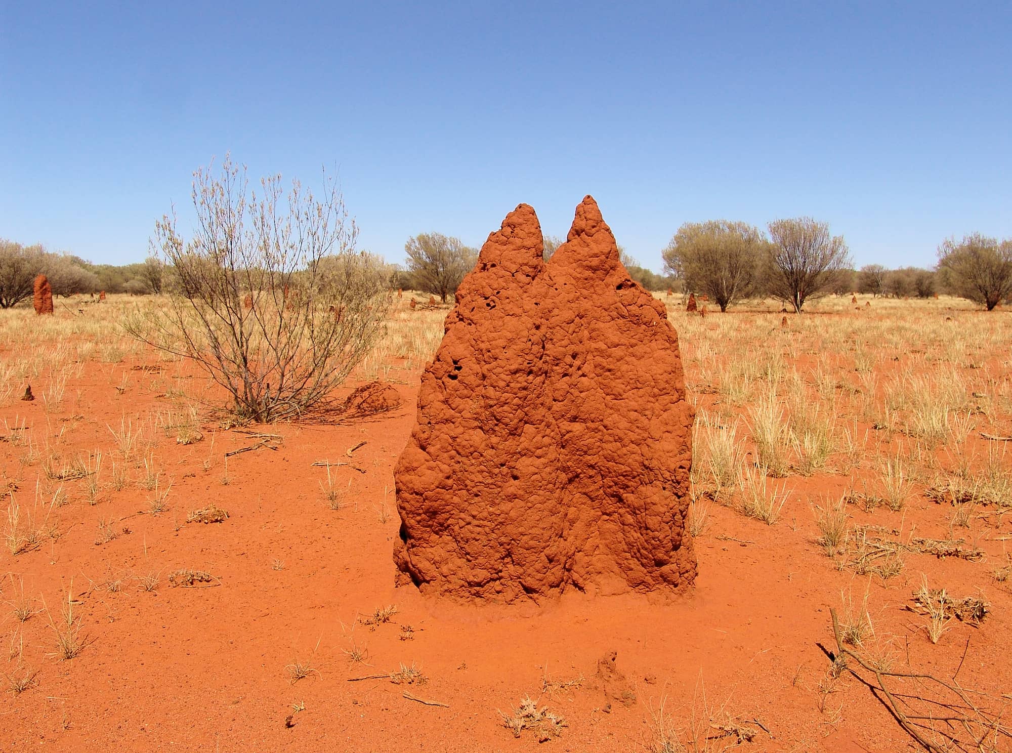 Termite mound (Nasutitermes triodiae) - Stuart Highway, north of Alice Springs