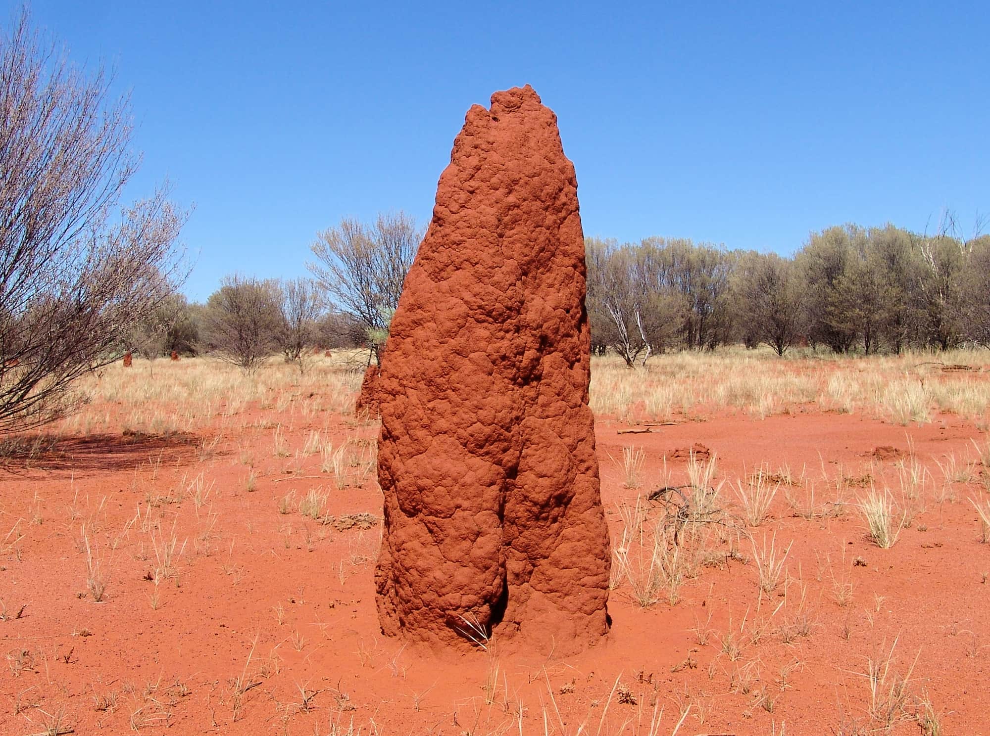 Termite mound (Nasutitermes triodiae) - Stuart Highway, north of Alice Springs