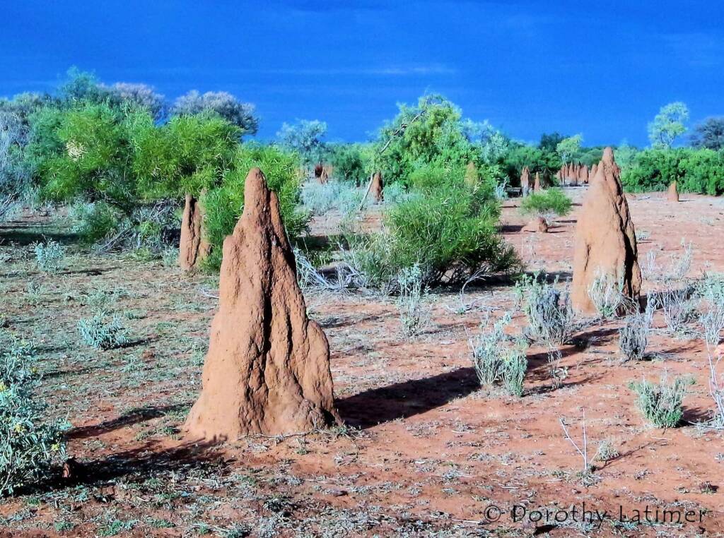 Termite mounds (Nasutitermes triodiae), Barkly Region