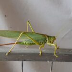 Terpandrus tauwa (Complex Terpandrus tauwa) - a member of Predatory Gumleaf Katydids (Genus Terpandrus), Alice Springs NT