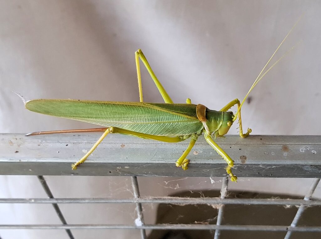 Terpandrus tauwa (Complex Terpandrus tauwa) - a member of Predatory Gumleaf Katydids (Genus Terpandrus), Alice Springs NT