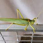 Terpandrus tauwa (Complex Terpandrus tauwa) - a member of Predatory Gumleaf Katydids (Genus Terpandrus), Alice Springs NT