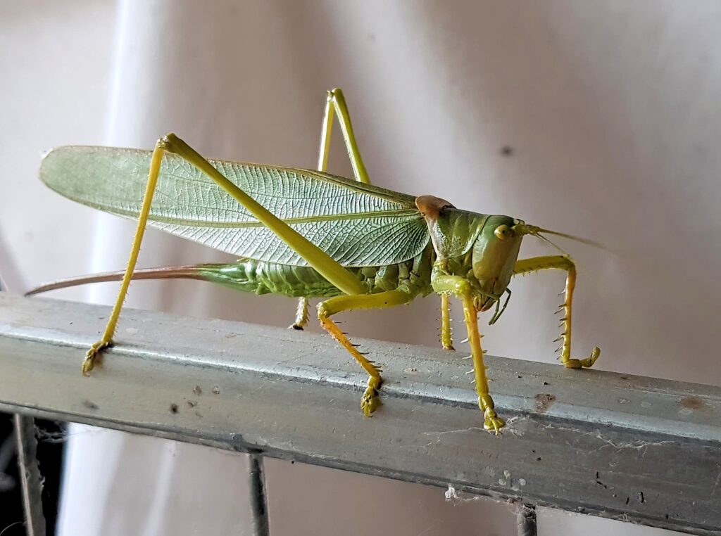 Terpandrus tauwa (Complex Terpandrus tauwa) - a member of Predatory Gumleaf Katydids (Genus Terpandrus), Alice Springs NT