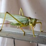 Terpandrus tauwa (Complex Terpandrus tauwa) - a member of Predatory Gumleaf Katydids (Genus Terpandrus), Alice Springs NT