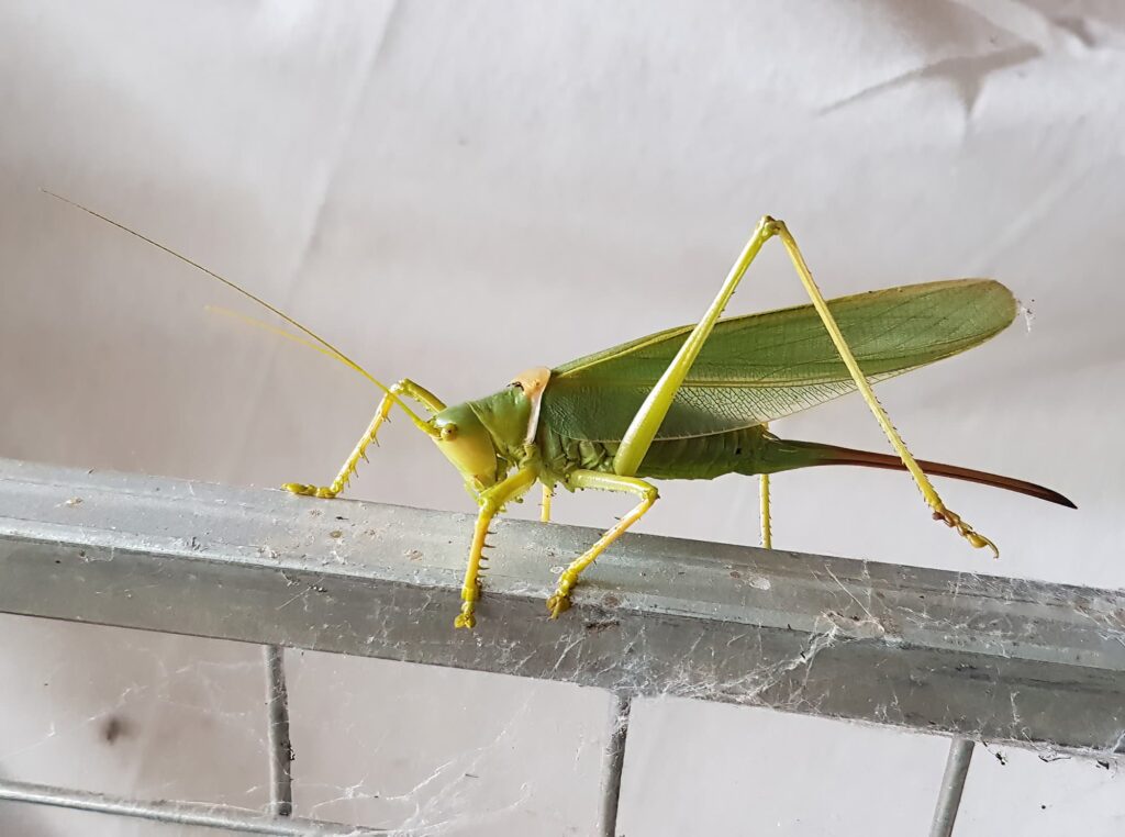 Terpandrus tauwa (Complex Terpandrus tauwa) - a member of Predatory Gumleaf Katydids (Genus Terpandrus), Alice Springs NT
