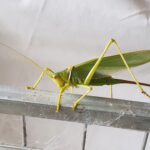 Terpandrus tauwa (Complex Terpandrus tauwa) - a member of Predatory Gumleaf Katydids (Genus Terpandrus), Alice Springs NT