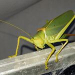 Terpandrus tauwa (Complex Terpandrus tauwa) - a member of Predatory Gumleaf Katydids (Genus Terpandrus), Alice Springs NT