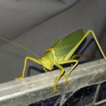 Terpandrus tauwa (Complex Terpandrus tauwa) - a member of Predatory Gumleaf Katydids (Genus Terpandrus), Alice Springs NT