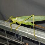 Terpandrus tauwa (Complex Terpandrus tauwa) - a member of Predatory Gumleaf Katydids (Genus Terpandrus), Alice Springs NT