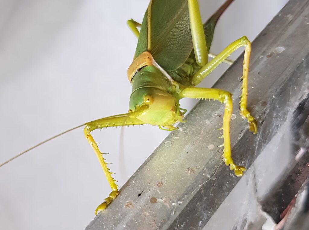 Terpandrus tauwa (Complex Terpandrus tauwa) - a member of Predatory Gumleaf Katydids (Genus Terpandrus), Alice Springs NT