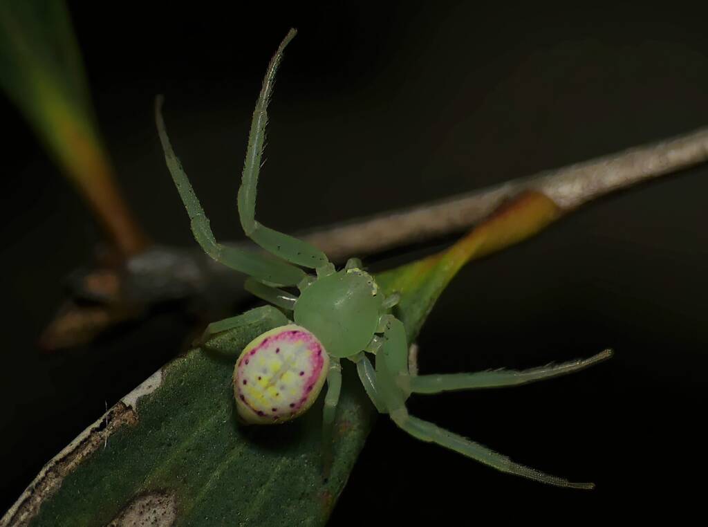 Pink Flower Spider (Tharrhalea evanida), Brisbane QLD © Stefan Jones