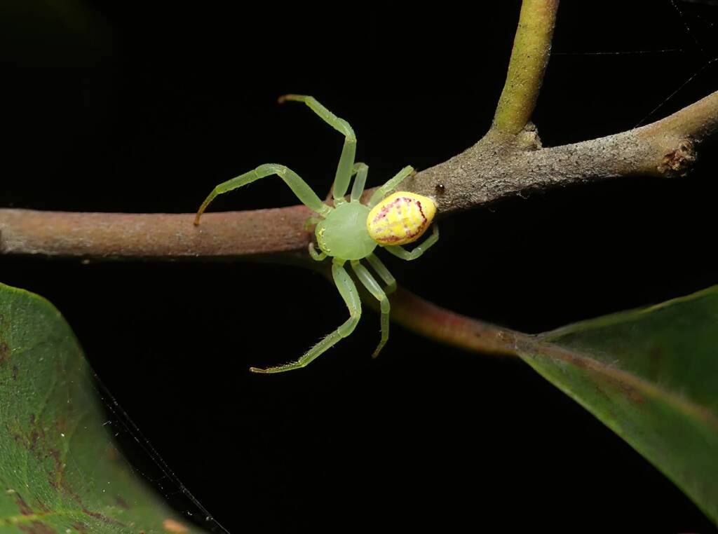Pink Flower Spider (Tharrhalea evanida), Brisbane QLD © Stefan Jones