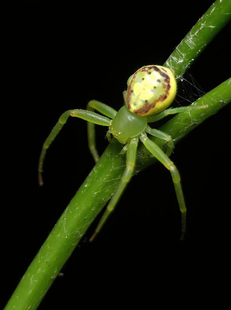 Flower Spider (Tharrhalea multopunctata), Brisbane QLD © Stefan Jones