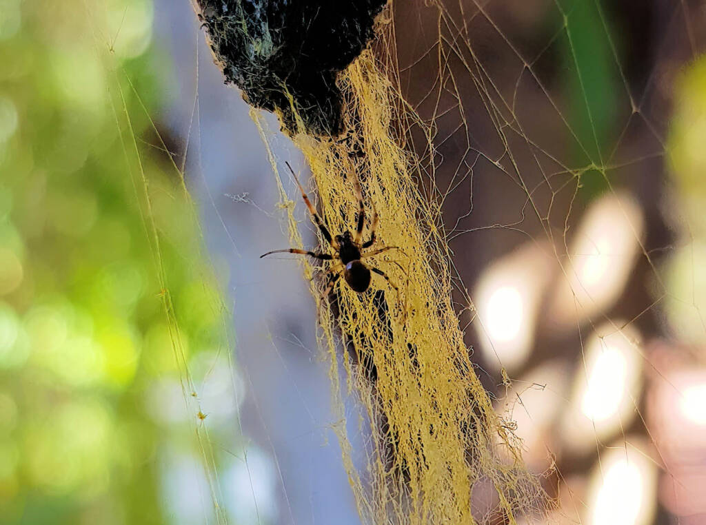 The widowed male Golden Orb-weaver Spider remains on the web